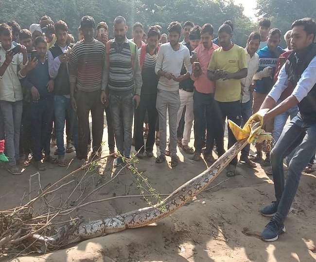 there was a stir in auraiya due to the arrival of a three meter long python