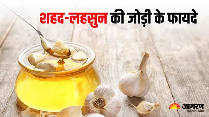 Honey Soaked Garlic Benefits: शहद में डूबा लहसुन: फायदे, नुकसान और खाने का सही तरीका जानिए (Image Source: Freepik)