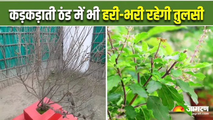 Winter Tulsi Plant Care Tips: कड़कड़ाती ठंड में भी हरा-भरा रहेगा तुलसी का पौधा, जानें कैसे (Image: Instagram)