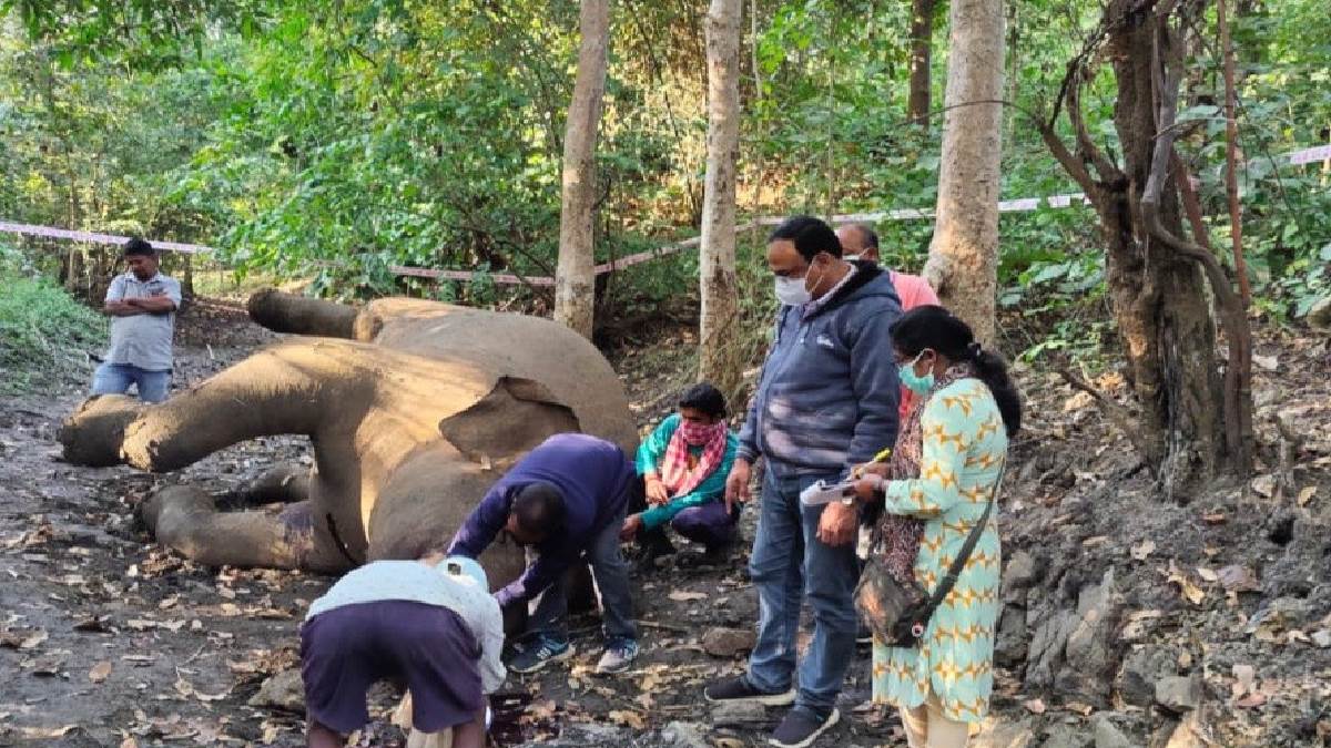 sambalpur tusk elephant died due to electrocution electric wires were installed for hunting wild boar three arrested