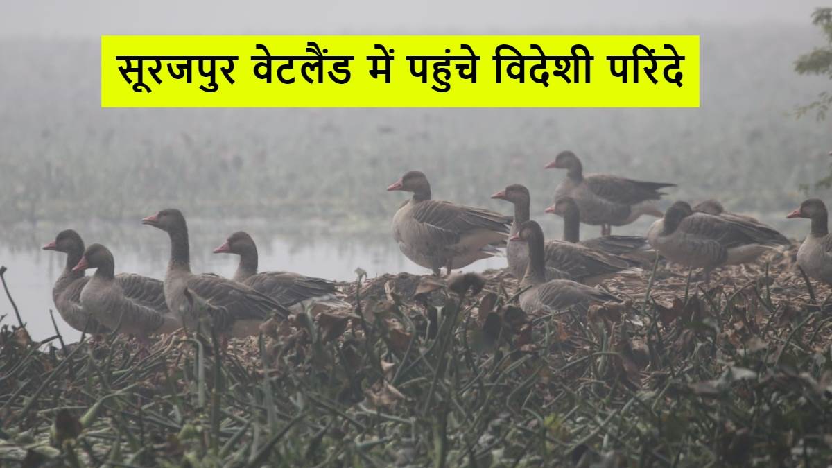 ncr wildlife noida foreign birds more than doubled in surajpur wetland species decreased by 20 percent