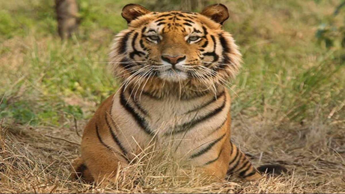 tigress gives birth to four more cubs in pench tiger reserve in madhya pradesh