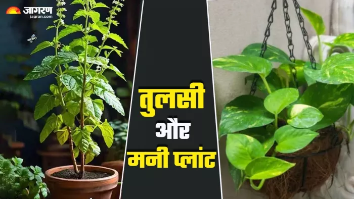 Vastu Tips तुलसी के पास मनी प्लांट रखने से क्या होता है?