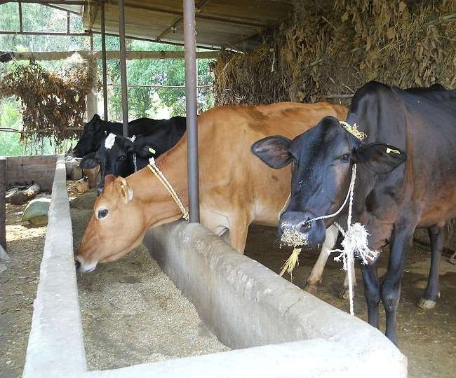 Artificial insemination