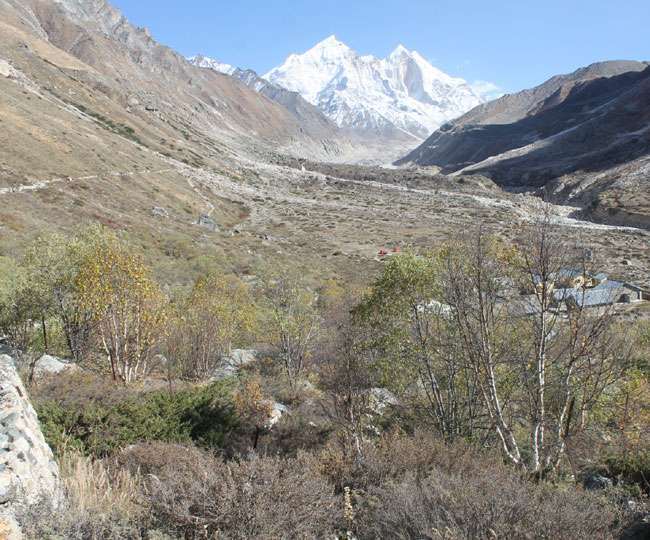 shocking truth in research four thousand years ago these plants became extinct from kedar valley green with bhojpatra and oak jagranspecial