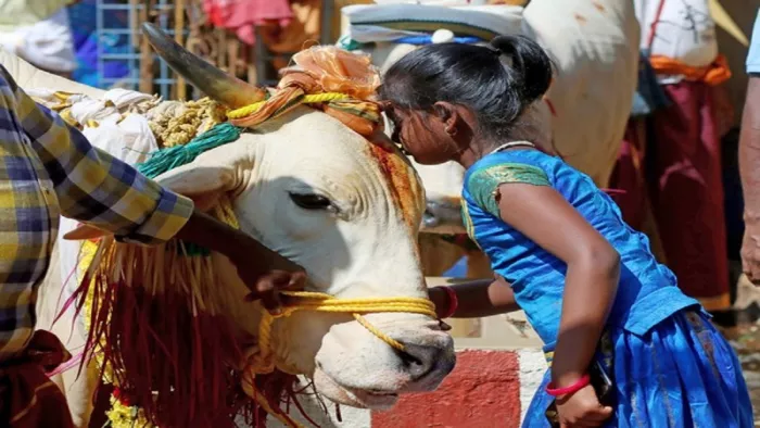 भारतीय पशु कल्याण बोर्ड काउ हग डे पर अपने फैसले को लिया वापस।