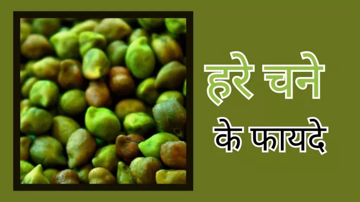 इन वजहों से सर्दियों में खाएं हरे चने