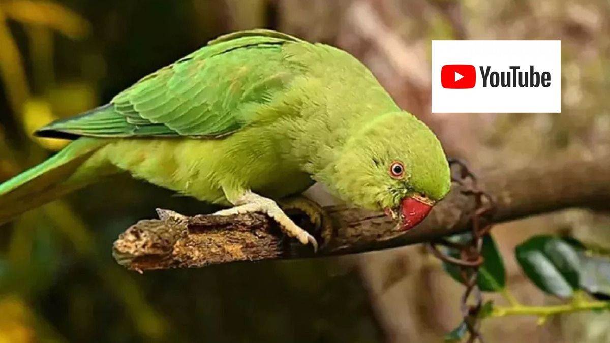 https://www.jagranimages.com/images/newimg/10022025/10_02_2025-parrot_dem_23881921.jpg