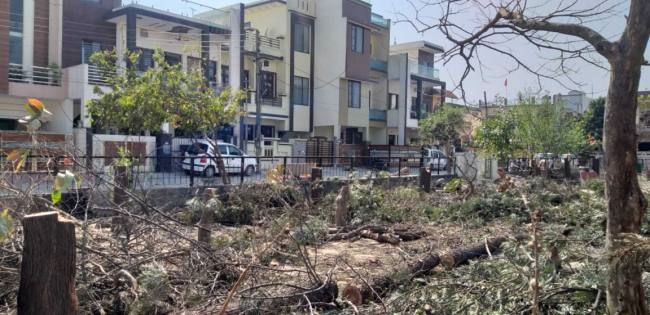 सेक्टर चार पार्क से काटे पेड़, नगर परिषद ने बैठाई जांच