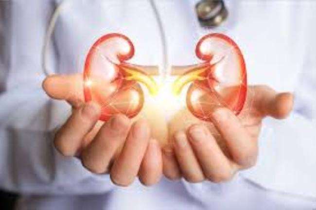 https://www.jagranimages.com/images/newimg/10032021/10_03_2021-kidney_21449407.jpg