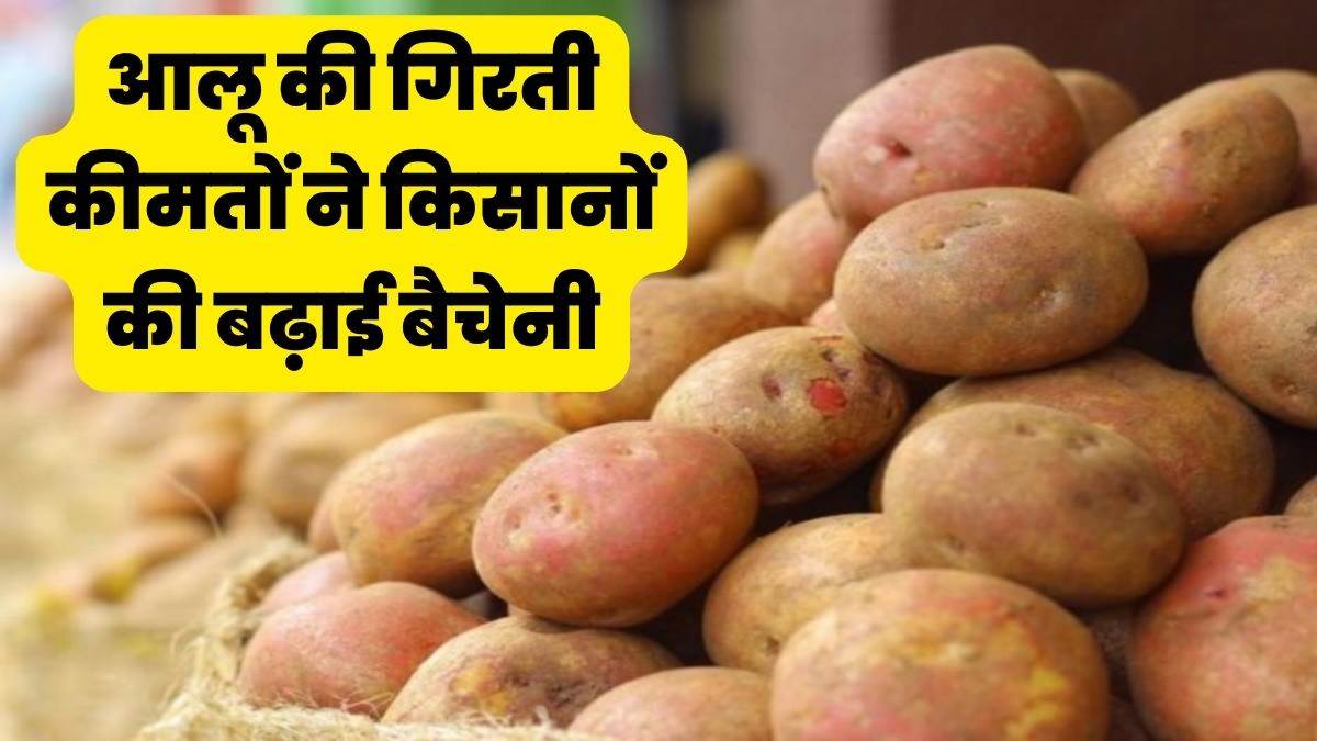 Potato Rate आलू की गिरती कीमतों से बढ़ी चिंता, केंद्र से हस्तक्षेप का
