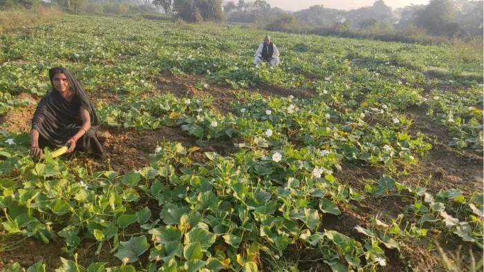 भटौली गांव के सिवाना में की गई सब्जी की खेती। (जागरण फोटो)