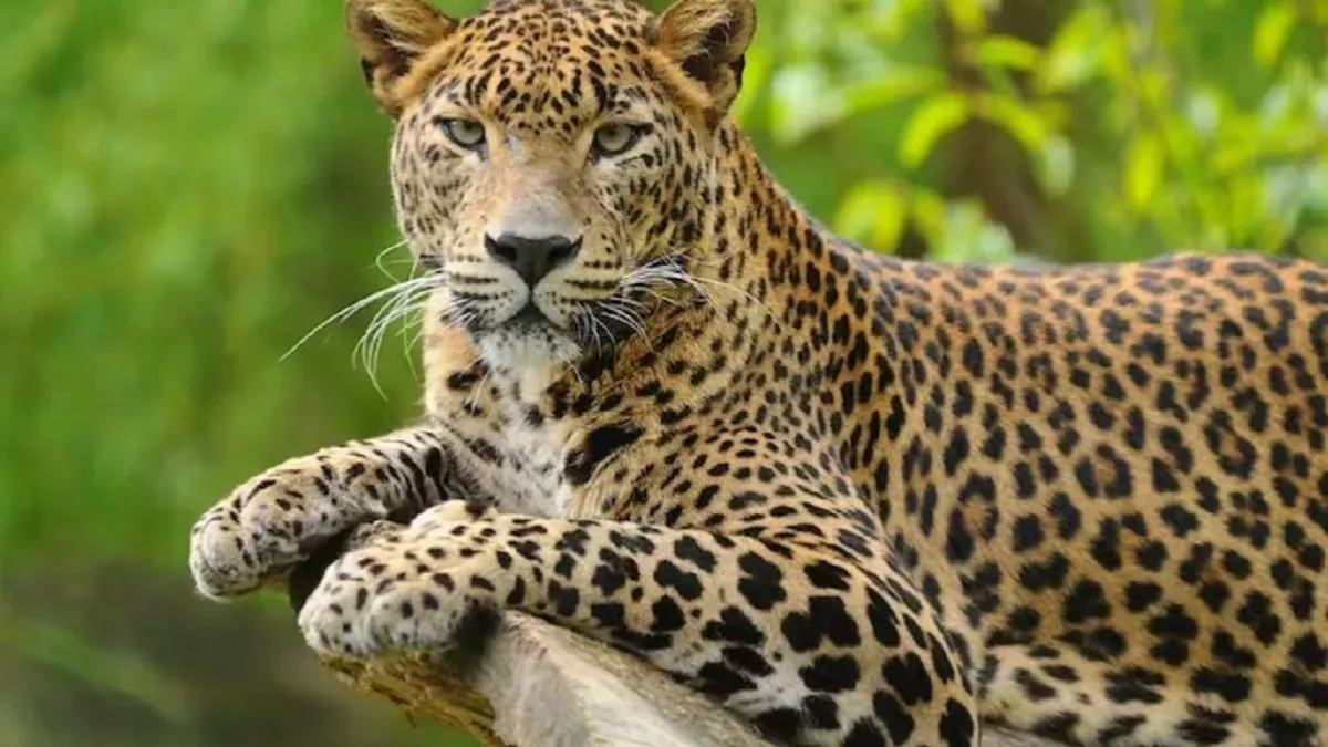Leopard in Uttarakhand : पेड़ पर बैठा दिखा गुलदार, दहशत में लोग- वीडियो हो रहा वायरल