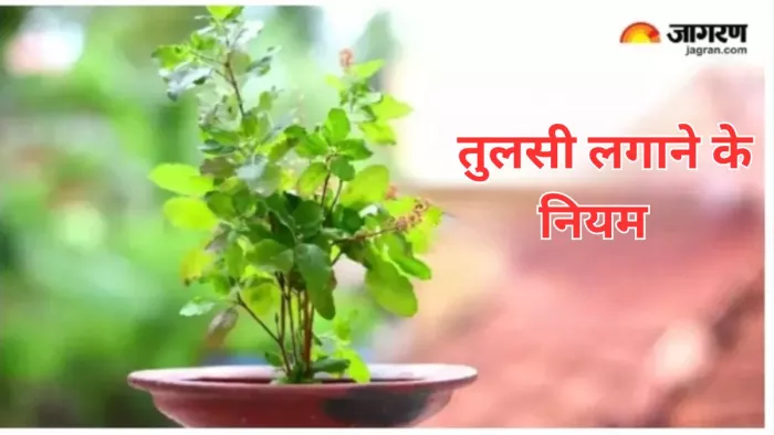 Tulsi Ke Niyam: घर में लगाना चाहते हैं तुलसी का पौधा, तो पहले जान लें इससे जुड़े नियम