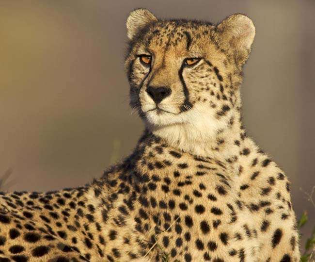 748.7618 वर्ग किलोमीटर में फैला है कूनो पार्क