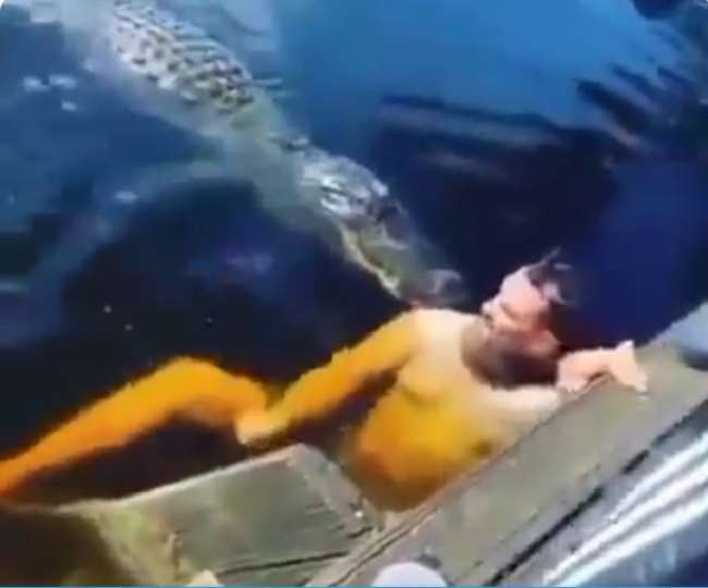 एक व्यक्ति समंदर में मगरमच्छों के बीच तैराकी कर रहा है।