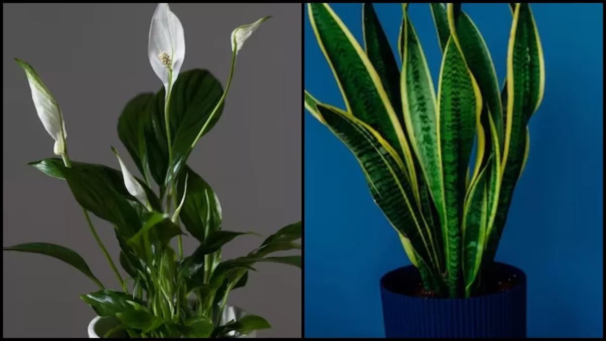 Indoor Plants: प्रदूषित वायु ने मुश्किल कर दिया है सांस लेना, तो ताजी हवा के लिए घर पर लगाएं ये पौधे