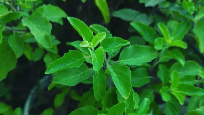 Tulsi Leaves For Skin: इस तरह तुलसी के पत्तों से बनाएं स्किन टोनर