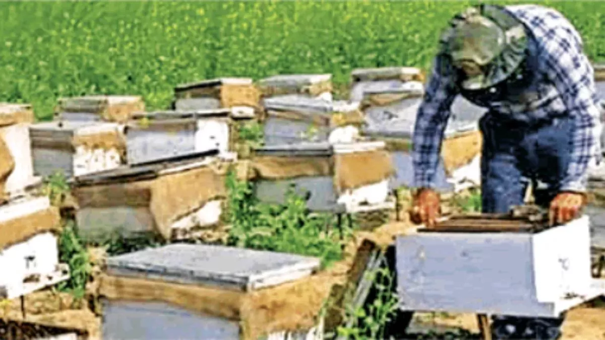 Supaul News: मधुमक्खी पालन को बढ़ावा देगा एसएसबी, ग्रामीणों को प्रशिक्षित कर आत्मनिर्भर बनाने में करेगा मदद