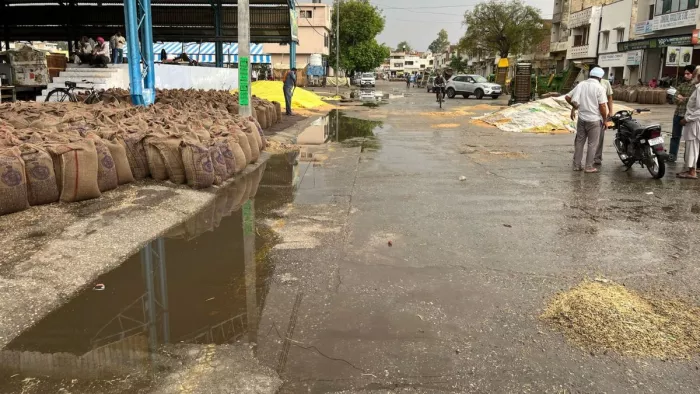 हरियाणा के मंडियों में भीगा गेहूं। फोटो जागऱण