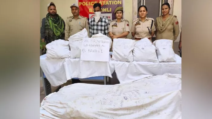 बसोहली पुलिस ने थाना पलासी क्षेत्र में लगभग 126 किलोग्राम अफीम (पोस्त) की खेती जब्त की, 01 व्यक्ति गिरफ्तार