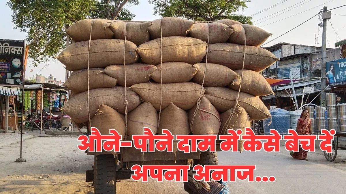 पूर्णिया में ‘पीला सोना’ के भाव में है उछाल तो खगड़िया में नहीं मिल रहे खरीदार; कम दाम पर बेचने को मजबूर किसान