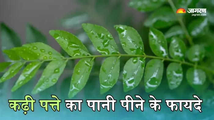 कढ़ी पत्ते का पानी पीने से मिलेंगे कई लाभ (Picture Courtesy: Freepik)