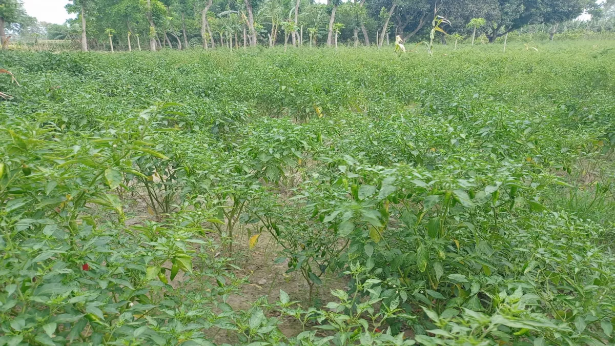 Katihar News: तीखी मिर्ची की खेती, किसानी में घोल रही मिठास; किसानों को मिल रहा बेहतर मुनाफा