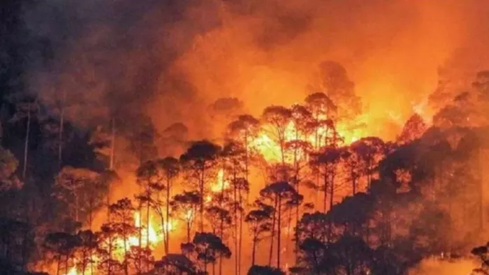 Uttarakhand Forest Fire: उत्तराखंड में तीन साल में इस बार सबसे कम झुलसे जंगल. File Photo