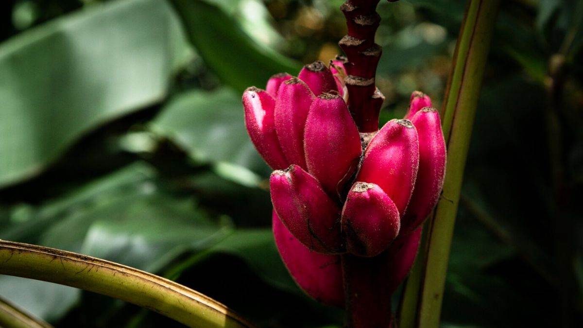 https://www.jagranimages.com/images/newimg/10052025/10_05_2025-red_banana_23935214.jpg
