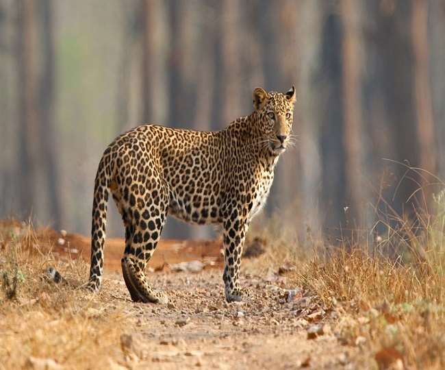 उन्नाव में तेंदुआ दिखने से संबंधित प्रतीकात्मक फोटो।