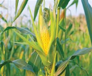 सामाजिक क्षेत्र में अच्छा प्रभाव रखने वाले भी योजना में हरसंभव योगदान देने आगे आ रहे हैं।