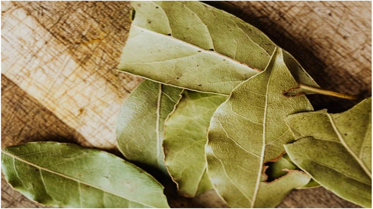 Bay Leaves Side Effects पोषक तत्वों से भरपूर होता है तेज पत्ता, लेकिन