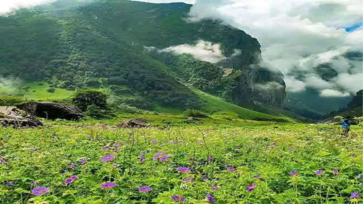 Valley of Flowers: नौ दिन में 749 पर्यटकों ने किया फूलों की घाटी का दीदार, यहां खिलते हैं 500 से अधिक प्रजाति के फूल