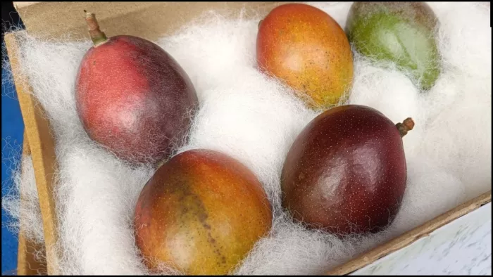 लाखों में बिकता है दुनिया का सबसे महंगा आम