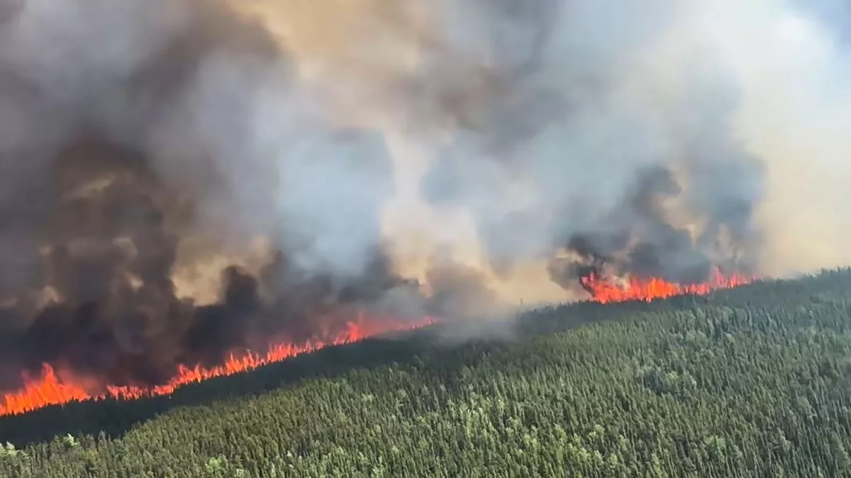 Explainer कनाडा के जंगल में आग लगने का क्या है कारण पढ़िए अमेरिका पर क्यों  पड़ रहा इसका असर - Explainer What is reason for forest fire in Canada why  it is