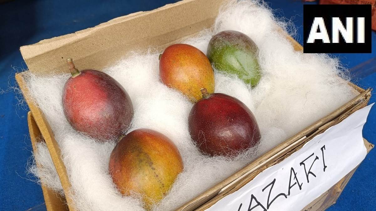 https://www.jagranimages.com/images/newimg/10062023/10_06_2023-mango_23437247.jpg