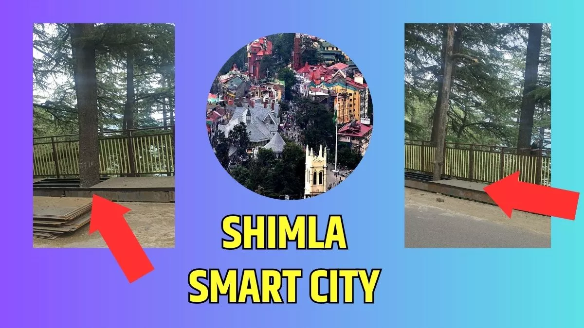 Shimla Smart City: स्मार्ट रास्ते के लिए घोंट दिया हरे पेड़ों का गला, अब उठ रहे ये सवाल