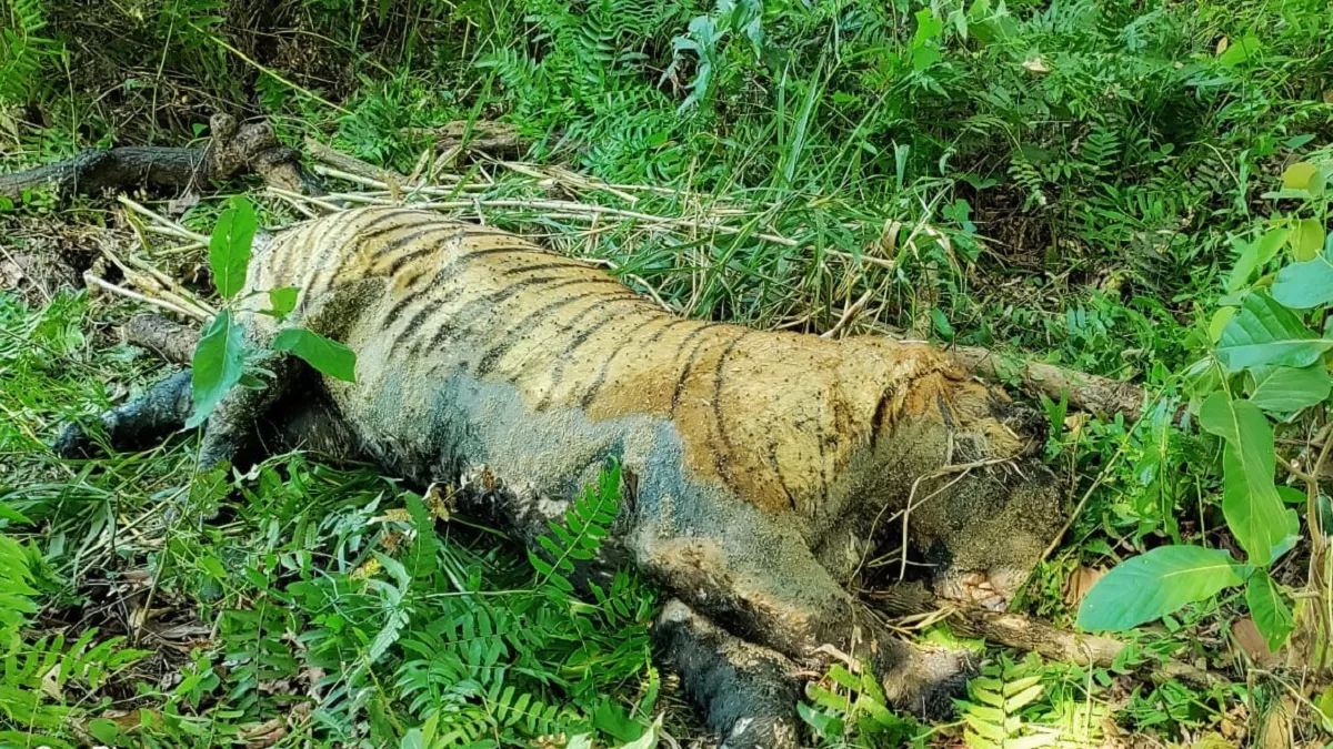 Tiger Death In Dudhwa: छह दिन में बाघ-बाघिन और तेंदुए की मौत, वन मंत्री की अगुवाई में सीएम योगी ने भेजी टीम