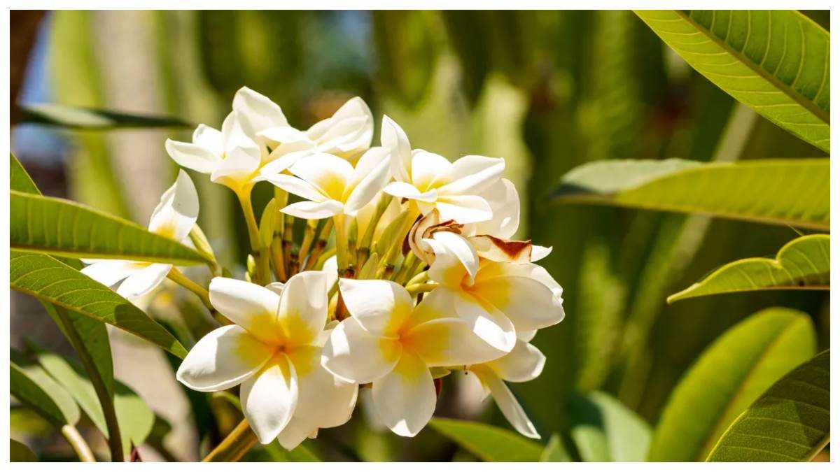 vastu tips which flowers should be planted in the house according to vastu