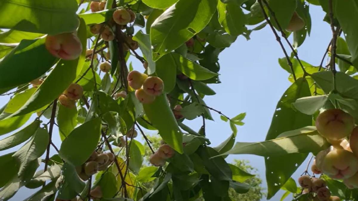 https://www.jagranimages.com/images/newimg/10062023/10_06_2023-water_apple_23437924.jpg