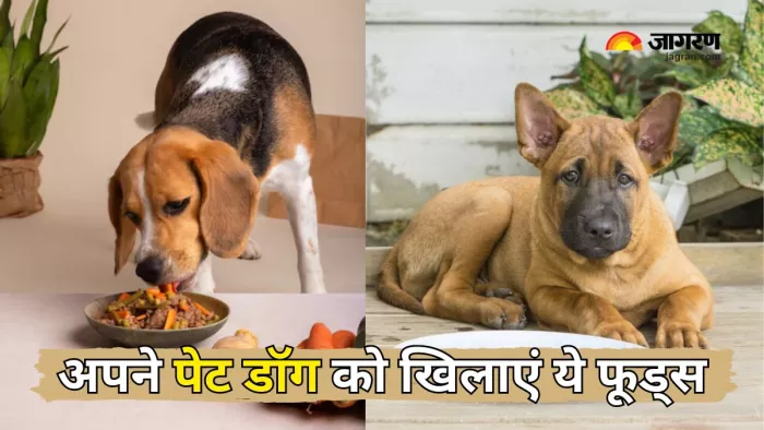 अपने पेट्स को हेल्दी रखने के लिए डाइट में शामिल करें ये फूड्स (Picture Courtesy: Freepik)