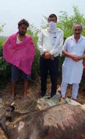 Cow killed by Gun Shots