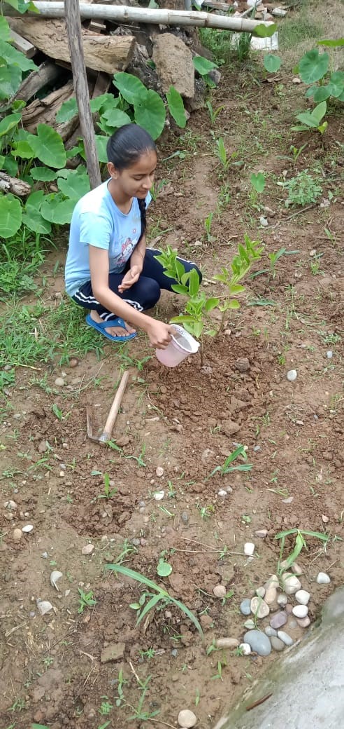 https://www.jagranimages.com/images/newimg/10072022/10_07_2022-kangra_plantation_22879510.jpg