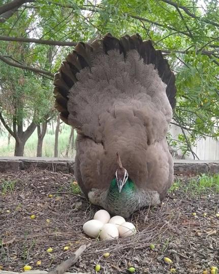मोरनी के अंडे | PEAHEN EGGS - www.saralvichar.in