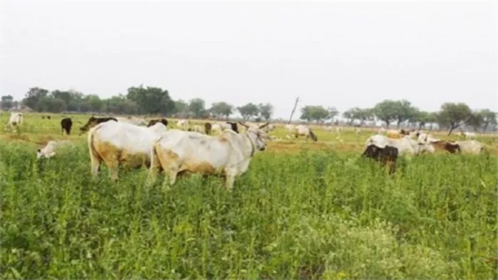 Cows On Road: आखिर कहां जा रहे हैं बेजुबान गोवंश के लिए हर माह आ रहे 80 ...