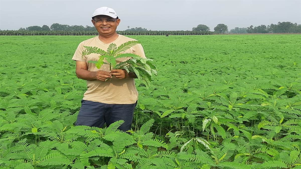 ढैंचा लगाइए, बिना रसायनिक खाद आलू उगाइए Grow potatoes without