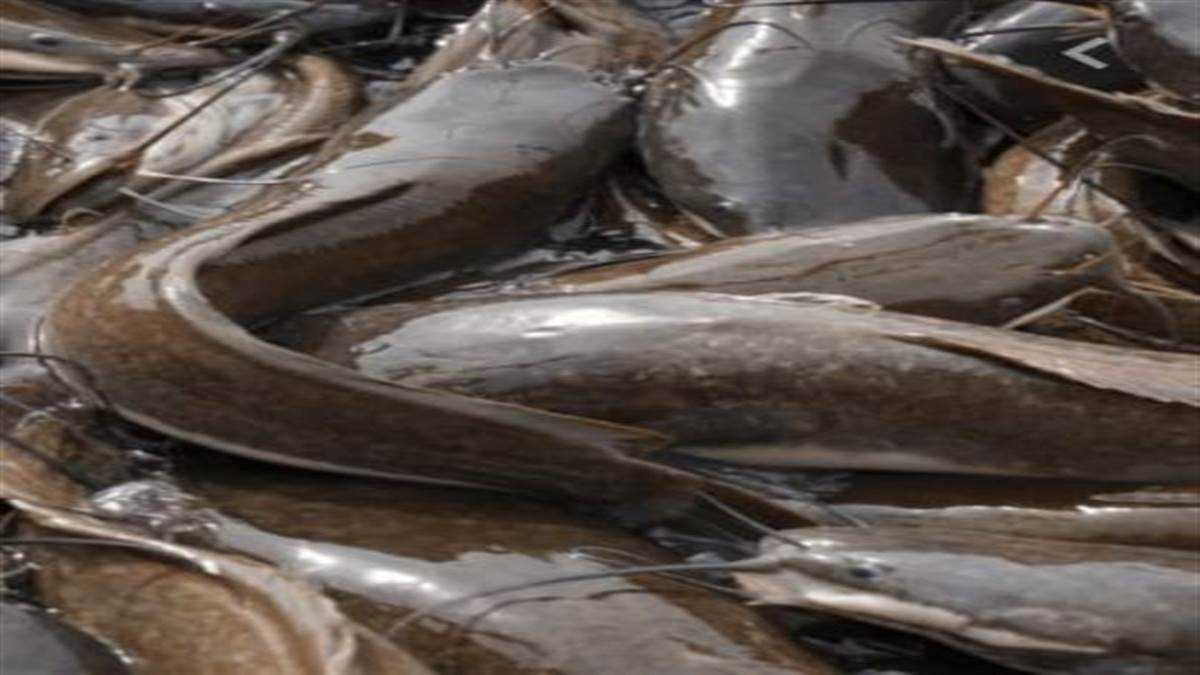 सरकारी मंडी में धड़ल्ले से बेची जा रही प्रतिबंधित मांगूर मछली