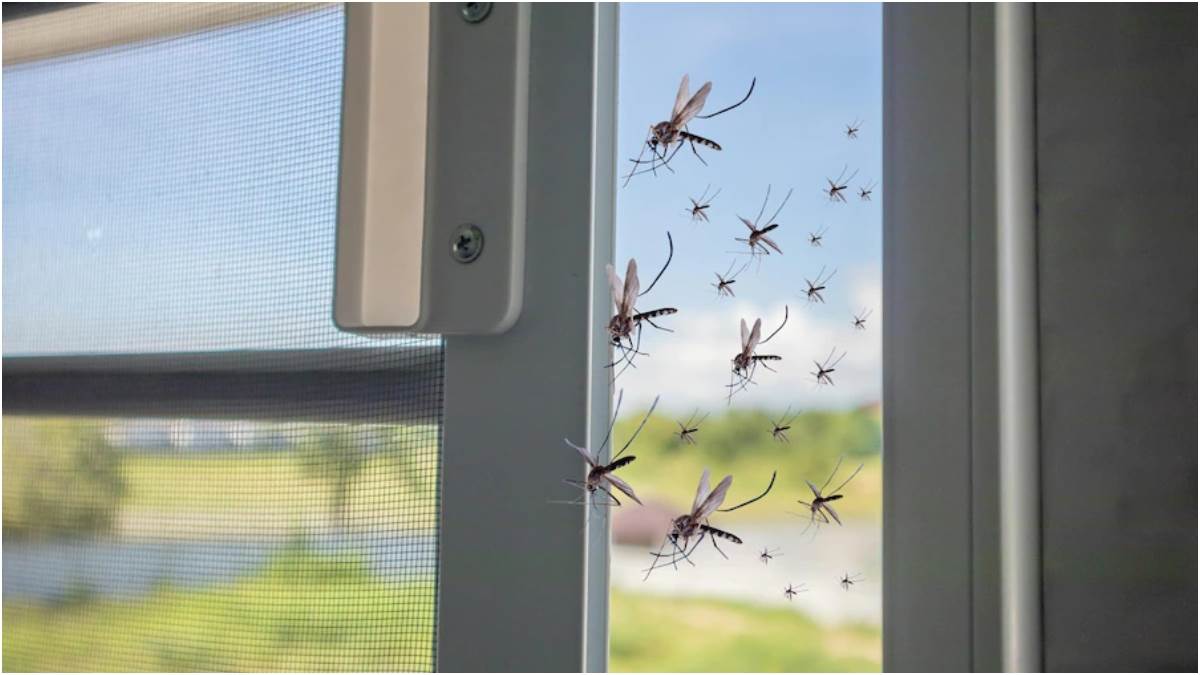 Mosquitoes: इन खुशबुओं से तुरंत दूर भाग जाते हैं मच्छर