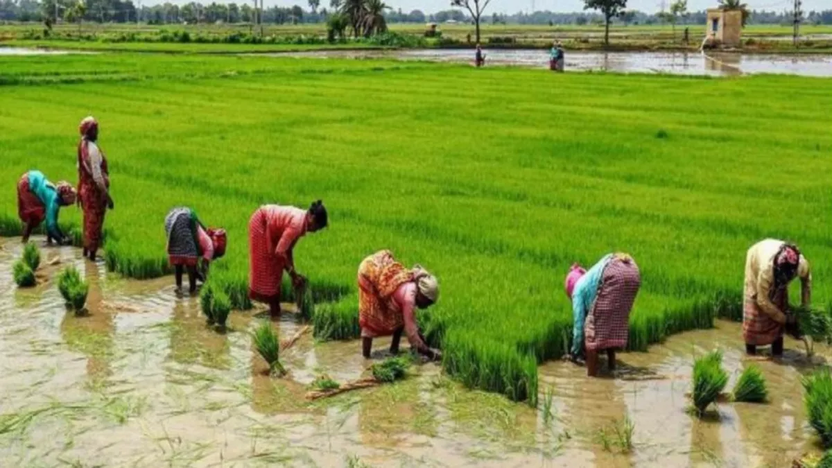 खेती-किसानी भारत की अर्थव्यवस्था का सुदृढ़ आधार, धान की खेती का मोह छोड़ें किसान